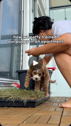 Potty Area For Dogs Apartment, Dog Balcony Potty Diy, Training Puppy To Potty Outside, Balcony Potty For Dogs, How To Train A Dog To Use Potty Pads, Mad At Him, Odour Eliminator, Balcony Door, Pomeranian Dogs