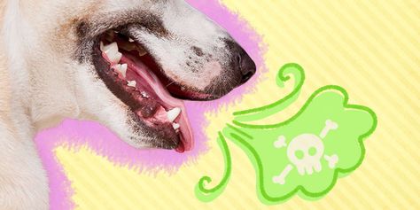 Here are some ideas to help. Dog Bad Breath, Dog Bad, Bad Dog Breath, Stinky Dog, Smelly Dog, Bad Breath Remedy, Amazing Grass, Dog Breath, Dog Smells