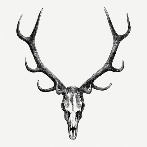 Elk Skull Tattoo Design, Skull Antler Tattoo, Stag Skull Tattoo Design, Dear Skull Drawing, Stag Skull Drawing, Elk Head Tattoo, Dear Head Tattoo, Deer Skull Tattoo Design, Antler Tattoo Men