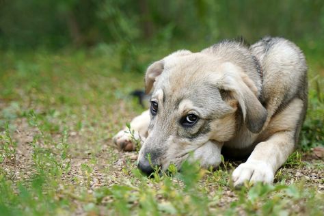 Puppy Returned to Shelter 3 Days After Being Adopted Shelter Dogs Adoption, Easter Bunny Crafts, Rescue Animals, Puppy Names, Save Animals, Bunny Crafts, Shelter Dogs, 72 Hours, Pet Names