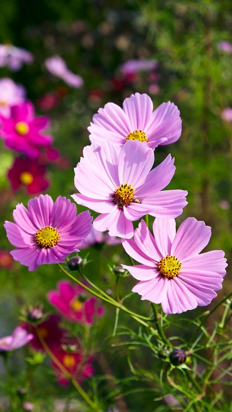 Pink cosmos flowers Nature, Cosmos Flowers Aesthetic, Cosmos Flowers Garden, Flower Garden Photography, Garden Cosmos, Cosmo Flower, Cosmos Plant, Flowers In Garden, Wildflower Photography