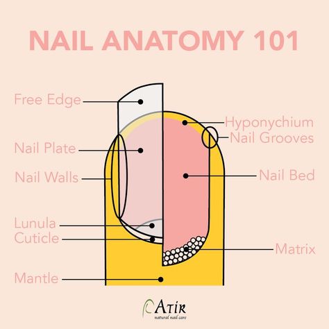 Nail Tech School, Natural Nail Care, Nail Bed, Tech School, Nail Plate, Some Questions, The Matrix, Nail Tech, Natural Nails