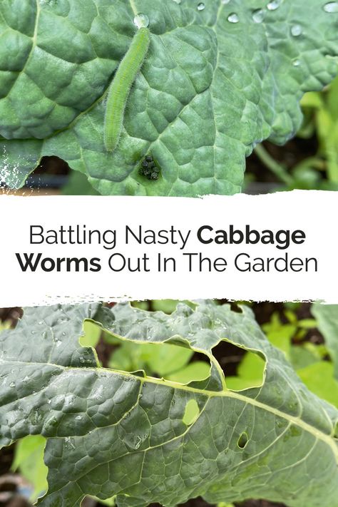 So there's cabbage worms in your garden. What do you do next? Find out with our easy guide! Get Rid Of Corns, Kale Plant, Cabbage Worms, Culture Magazine, Green Cabbage, Garden Pests, Planting Vegetables, Veggie Garden, Pale Green