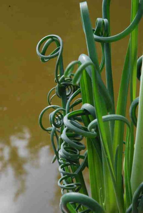 The perils of being interesting: Albuca spiralis (updated Aug 2017) | The Biking Gardener Albuca Spiralis, Fantasy Plants, Succulent Planting, Yellow And Green Flowers, Nature Sculpture, Growing Bulbs, Green Name, Perennial Herbs, Flower Spike