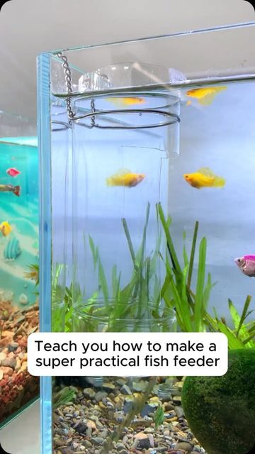 Diy Fish Hideout, Diy Fish Tank Decorations, Fish Tank Diy, Diy Fish Tank, Fish Feeder, Turtle Tank, Fish Tank Plants, Fish Tank Decorations, Fish Dishes