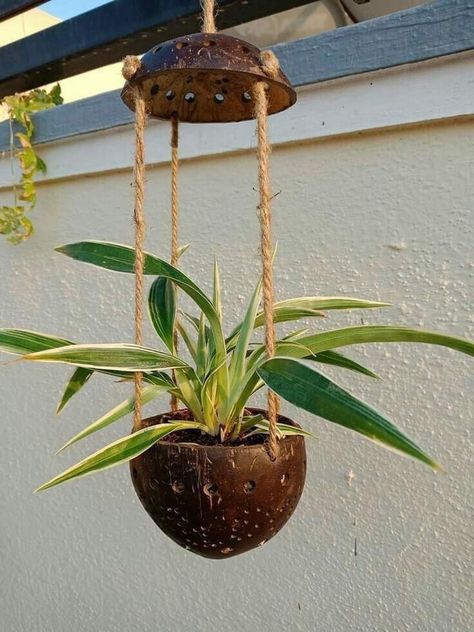 Coconut Shell Planter, Pot Gantung, Gardening Services, Coconut Shell Crafts, Shell Planter, Diy Crafts Love, Plant Hanging, Plant Pot Diy, Spider Plant