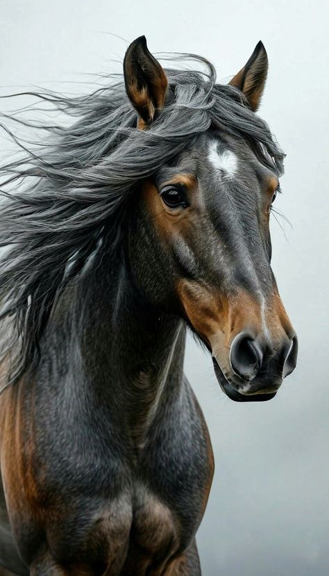 Horse Head Photography, Unique Horses, Largest Horse Breed, Wild Horse Pictures, Gray Horse, Wild Horses Photography, Cow Photography, Horse Markings, Beautiful Horses Photography