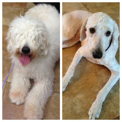 doodle grooming Shaved Goldendoodle, Labradoodle Haircut Style, Labradoodle Haircut, Labradoodle Grooming, Goldendoodle Haircuts, Goldendoodle Grooming, Australian Labradoodle Puppies, Spring Haircuts, Poodle Haircut