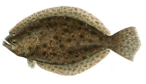 Southern Flounder | Florida Fish and Wildlife Conservation Commission Coral Reef Drawing, Ocean Springs Mississippi, Mississippi Gulf Coast, Florida Fish, Fish Silhouette, Ocean Springs, Marine Biology, State Of Florida, Dark Brown Color