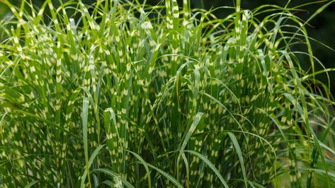 How To Grow and Care For Zebra Grass (Complete Guide) Lawn Pests, Grass Garden, Compost Soil, Household Pests, Garden Calendar, Healthy Lawn, Grasses Garden, Plant Diseases, Tomato Garden