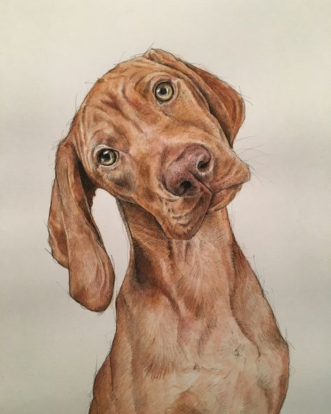 Vizsla in watercolour pencils Watercolour Pencil Art, Vizsla Art, Dog Watercolour, Vizsla Dog, Watercolour Pencils, Vizsla Dogs, Puppy Drawing, Best Dog Toys, Puppy Art