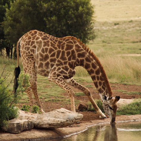 Adult giraffes may only drink once per day due to the difficulties created by having to bend over 10 feet or more to reach the water. Giraffes, in fact, may go for weeks without drinking. They obtain the majority of their moisture from the plants they consume. That is what we mean by "efficient water use"! South Africa, Giraffes, Giraffe Photography, Lion Safari, Watering Hole, Safari Park, Online Photo, Bend, Photo Sharing