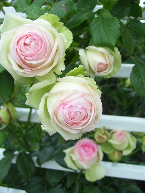 Rose Climbing, Eden Rose, Jardim Diy, Green Roses, Climbing Rose, Pink Shades, Have Inspiration, Colorful Roses, David Austin