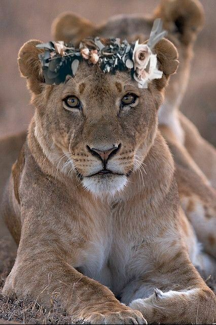 Lioness Astethic, Female Lion Aesthetic, Lioness Queen, Lion Female, Lion Astethic, Lioness Images, Lions International, Female Lion, Lion Photography