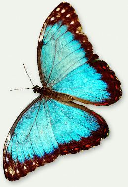 AZUL Y MARRON......❤ Morpho Azul, Papillon Butterfly, Real Butterfly Wings, Blue Morpho Butterfly, Morpho Butterfly, Blue Morpho, Soyut Sanat Tabloları, Beautiful Bugs, Butterfly Kisses