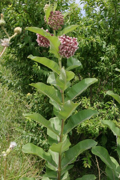 Milkweed Landscaping, Milkweed Garden Design, Milkweed Tattoo, Milkweed Painting, Swamp Milkweed Garden, Asclepias Syriaca, Milkweed Garden, Common Milkweed, Butterfly Milkweed Plant