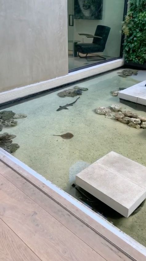 Shark Pond In House, Indoor Shark Pond, Indoor Fish Aquarium, Aquarium Floor, Floor Aquarium Ideas, Pet Shark Aquarium, Shark Aquarium Home, Pond In House, Floor Aquarium