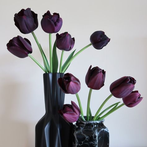 Purple-Black Tulips (Paul Scherer and Queen of the Night) Nature, Dark Purple Flowers Aesthetic, Black Tulips Aesthetic, Dark Purple Tulips, Dark Tulips, Tulips Dark, Tulips Black, Victorian Wedding Themes, Dark Purple Flowers