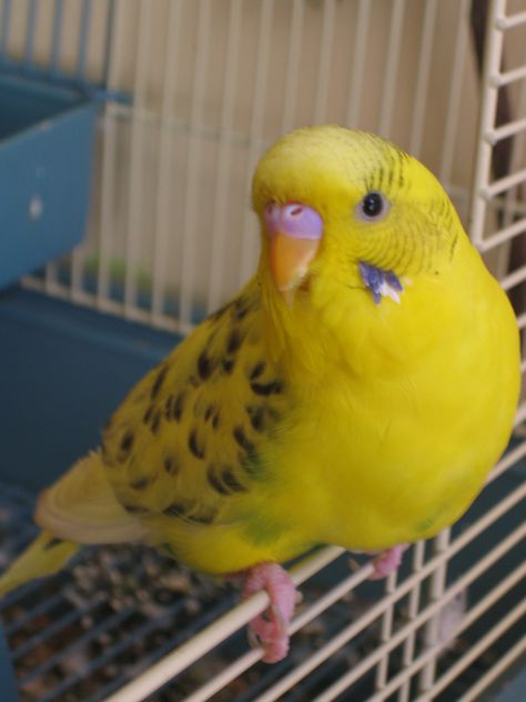 White Budgie, Baby Parakeets, Parakeet Colors, Yellow Parakeet, Yellow Budgie, Bird Lady, Budgies Bird, Budgie Parakeet, Teddy Bear Collection