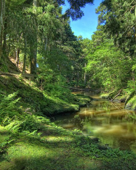 Te Aroha Summit Track | Hamilton - Waikato, New Zealand New Zealand Hamilton, Waikato New Zealand, Milford Track, Hamilton New Zealand, Bay Of Plenty, House Dream, New Zealand North, Dream Places, Elements Of Nature