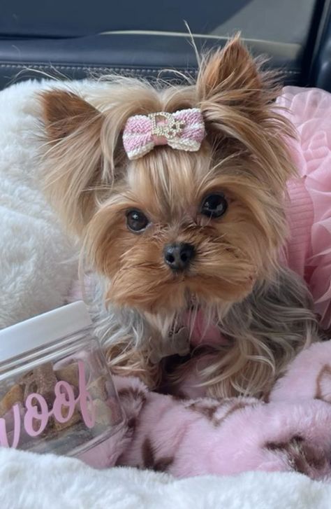 Puppy Hair Bows, Yorky Puppy, Yorkie Cut, Tattoo Perro, Yorkie Haircut, Yorkie Cuts, Mini Yorkie, Yorkie Haircuts, Teacup Yorkie Puppy