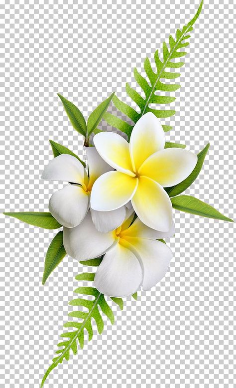 Fiori Frangipani, Fond Studio Photo, Png Images For Editing, Frangipani Flower, Psd Free Photoshop, Flower Png Images, Flowers Photography Wallpaper, Image Nature, Number 0