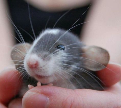 cute dumbo rat baby Rats Cute, Rat Face, Baby Rat, Rattus Rattus, Dumbo Rats, Mouse Pet, Baby Dumbo, Dumbo Rat, Baby Rats