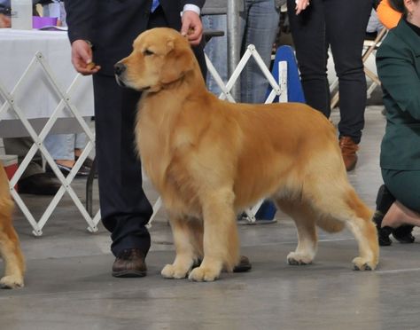 Westminster Dog Show Show Dogs, Golden Retriever Baby, Westminster Dog Show, Norfolk Terrier, East Berlin, Best In Show, New Dog, Water Dog, Dog Gear