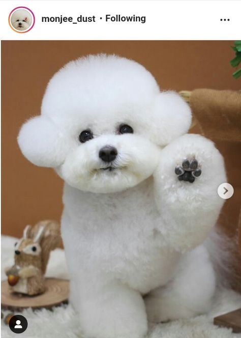 Toy Poodle Haircut Teddy Bears, Toy Poodle Puppy Cut, Poodle Puppy Cut, Toy Poodle Haircut, White Toy Poodle, Poodle Haircut, Cute Fluffy Dogs, Bichon Frise Puppy, Teddy Bear Dog