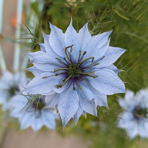 It's Friday again already, what a fast week. I thought I'd share this beautiful love-in-a-mist flower with you today, isn't that a perfect name? Have a great weekend 💠🏵️🌸 #foralfriday #realflowersoftheseason #flowermagic #flowersofinstagram #flowersmakemehappy #florallife #gardengathered #botanicalmagic #underthefloralspell #inspiredbypetals #inspiredbynature #ihavethisthingwithflowers #summergarden #flowerlovers #flowerphotography #freshairtherapy #allthingsbotanical #floralmagic Love In A Mist Flower Drawing, Love In A Mist Flower, Greggs Mist Flower, Helichrysum Silver Mist, Blue Mist Flower, Beautiful Love, Summer Garden, Fresh Air, Real Flowers