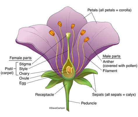 Botany | Carlson Stock Art Structure Of Flower, Diagram Of A Flower, Reproduction In Plants, Flower Definitions, Female Parts, Flower Science, Veterinary Anatomy, Plant Reproduction, Flower Reproduction