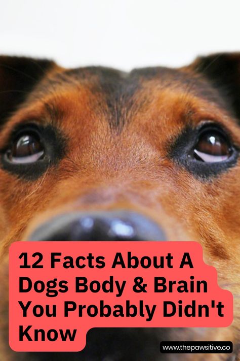 There are lots of things we know about dogs: they're great companions, they have a good sense of smell, and they can't eat chocolate. But there are plenty of surprising and interesting facts about dogs that you probably don't know - particularly about their anatomy and physiology. Here are 12 cool dog facts about your canine companion. // The Pawsitive Co. #dogs #dogcare #dogtips #doginformation #livingwithdogs #dogownertips #dogfact #dogfacts #animalfacts #factsaboutdogs #dogfactsinteresting Nature, Dog Facts Interesting, Fun Facts About Dogs, Facts About Dogs, Living With Dogs, Sense Of Smell, Dog Information, Dog Brain, Happy Tails