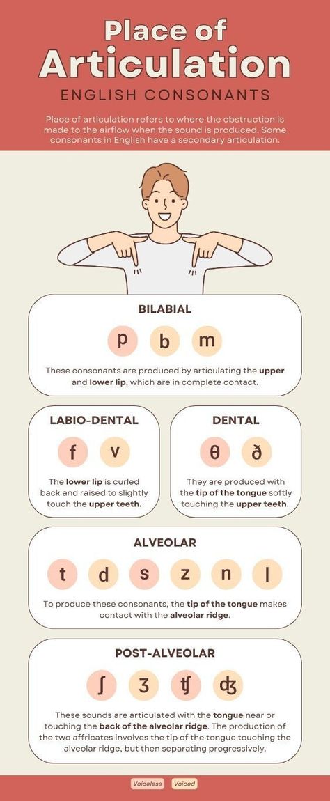 English Consonants, Place Of Articulation, Slp Outfits, Speech Language Pathology Grad School, Linguistics Study, Speech Language Pathology Assistant, Pronunciation English, Speech Therapy Tools, Early Intervention Speech Therapy