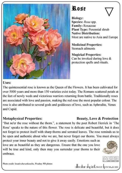 Rose Properties Magic, Roses Magical Properties, Rose Properties, Rose Medicine, Herb Correspondences, Rose Magic, Herbal Witch, Small Herb Gardens, Magickal Herbs