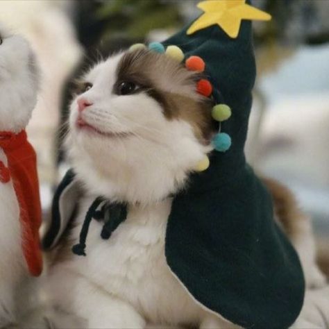 help Matching Pfp Couple Christmas, Christmas Kitties, Bff Christmas, Couples Icons, Christmas Couple, Matching Profile Pictures, Christmas Animals, Cute Anime Couples, Christmas Cats