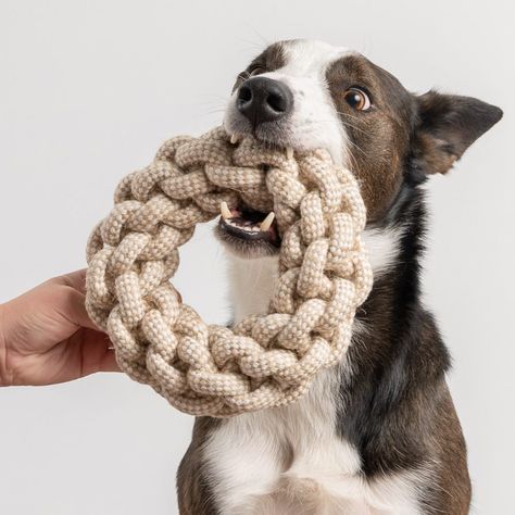 Modern Dog Toys, Puppy Aesthetic, Dog Toy Storage, Rope Dog Toys, Dog Enrichment, Rope Ring, Dog Essentials, Thick Ring, Dog Branding