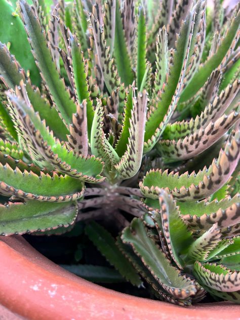 Mother Of Thousands Plant, Mexican Hat Plant, Kalanchoe Plant, Mother Of Thousands, Baby Alligator, Tall Plant, Plant Care Instructions, Mexican Hat, Organic Compost