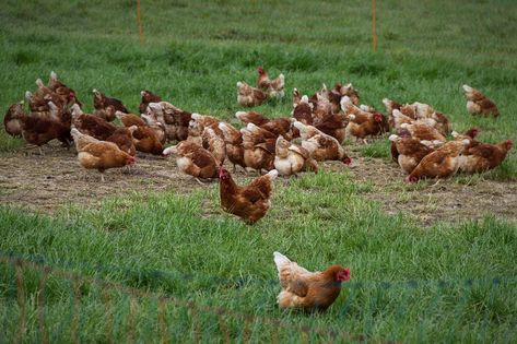 Chickens Egg Free Range, #Egg, #Free, #Range, #Chickens Free Range Chickens, Poultry Farm, Backyard Farming, Chicken Farm, Free Range, Chicken Eggs, Egg Free, Permaculture, Organic Gardening