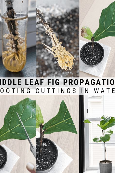 Fiddle Leaf Fig Propagation, Fig Propagation, Fig Bush, Fiddle Leaf Fig Care, Fiddle Leaf Fig Plant, Fiddle Leaf Tree, Fig Plant, Fiddle Fig, Household Plants