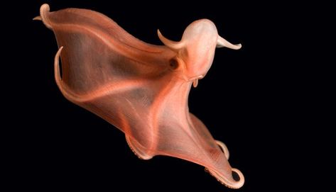 Glowing Sucker Octopus - This red octopod (Stauroteuthis syrtensis) shines in a novel way. Suckers stretching in a single row down each arm flash on and off. The glowing-sucker octopod drifts through deep waters off the eastern United States—down to 2,500 meters (8,200 feet)—and grows up to 50 cm (18 inches) long. Octopus Species, Scariest Monsters, Vampire Squid, Dumbo Octopus, Red Octopus, Marianas Trench, Deep Sea Creatures, Sea Monsters, Underwater World