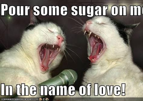 Pour some sugar on me...  In the name of love! Funny Cat Photos, Kitten Party Favors, Animals Reading, Kitten Accessories, Dangerous Animals, Cat Photos, Cat Tags, Kittens And Puppies, Funny Cats And Dogs