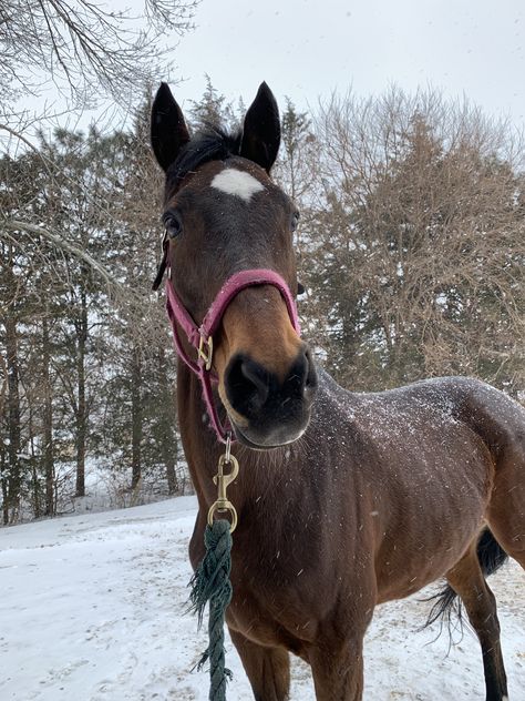 Horses In Winter, Horse Riding Aesthetic, Show Jumping Horses, Winter Horse, Equestrian Aesthetic, Cute Horse Pictures, Horse Inspiration, Bay Horse, Horse Aesthetic