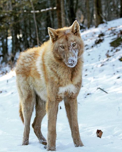 Malamute, Siberian Husky, German Shepherd, and Wolf mix Wolf Hybrid, Wolf Images, Wolf Photos, Wolf Love, Red Wolf, Wild Wolf, Wolf Pictures, Wolf Spirit, Beautiful Wolves