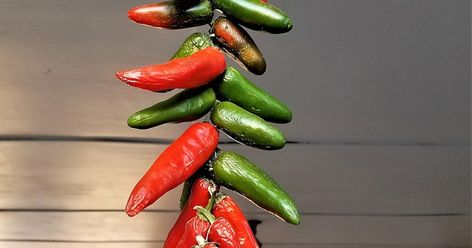 How to string and hang dry jalapeno peppers Hanging Peppers To Dry, Stringing Peppers To Dry, Drying Peppers Hang, Drying Jalapeno Peppers, How To Dry Jalapeno Peppers, Tennessee Homestead, Dried Jalapenos, Drying Peppers, Jalapeño Peppers