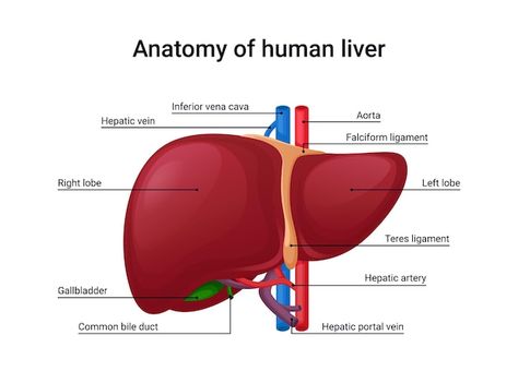 Anatomy Of Human, Liver Anatomy, Anatomy Flashcards, Kidney Detox, Basic Anatomy And Physiology, Turmeric Vitamins, Human Liver, Nurse Study Notes, Pencil Drawings For Beginners