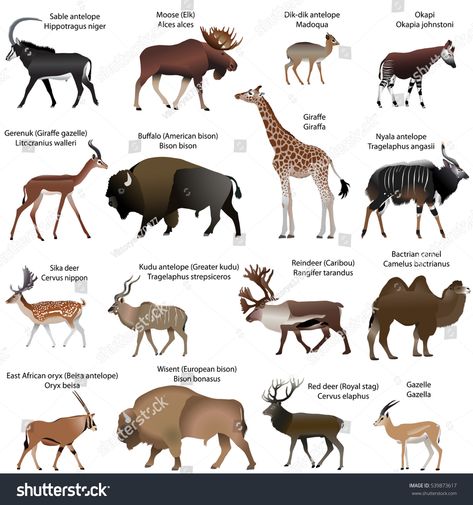 Collection of different species of even-toed ungulates animals #Ad , #affiliate, #species#Collection#toed#animals Graphic Design Portfolio Cover, Deer Species, Animals Illustration, Different Species, Deer Silhouette, Vector Artwork, Vector Stock, Animal Illustration, Animals Beautiful