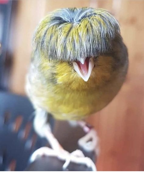 Gloster Canary Canary Birds, Most Beautiful Birds, Unusual Animals, Funny Birds, Nature Birds, Exotic Birds, Arte Animal, Pretty Birds, Weird Animals