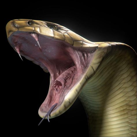 King Cobra 3D Model #AD ,#King#Cobra#Model King Cobra Snake, Snake Photos, Deadly Animals, Snake Scales, Cobra Snake, Snake Venom, Cute Snake, Snake Art, Beautiful Snakes