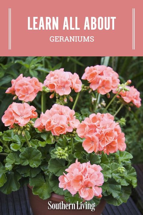 Geranium Planters, Rozanne Geranium, Growing Geraniums, Geranium Care, Geraniums Garden, Ivy Geraniums, Geranium Plant, Tanaman Pot, Geranium Flower