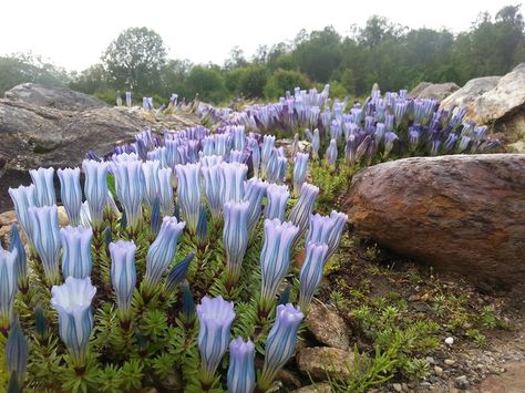 Gentiana hexaphylla,Arctic-Alpine Botanic Garden. Alpine Flowers, Alpine Garden, Weird Plants, Plant Fungus, Alpine Plants, Unusual Plants, Unusual Flowers, Botanic Garden, Pretty Plants